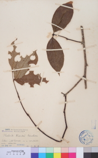 Specimen thumbnail